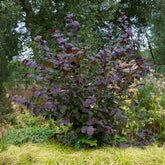 Haselnuss Rotblättrige Zellernuss - Corylus maxima Rote Zellernuss - Willemse