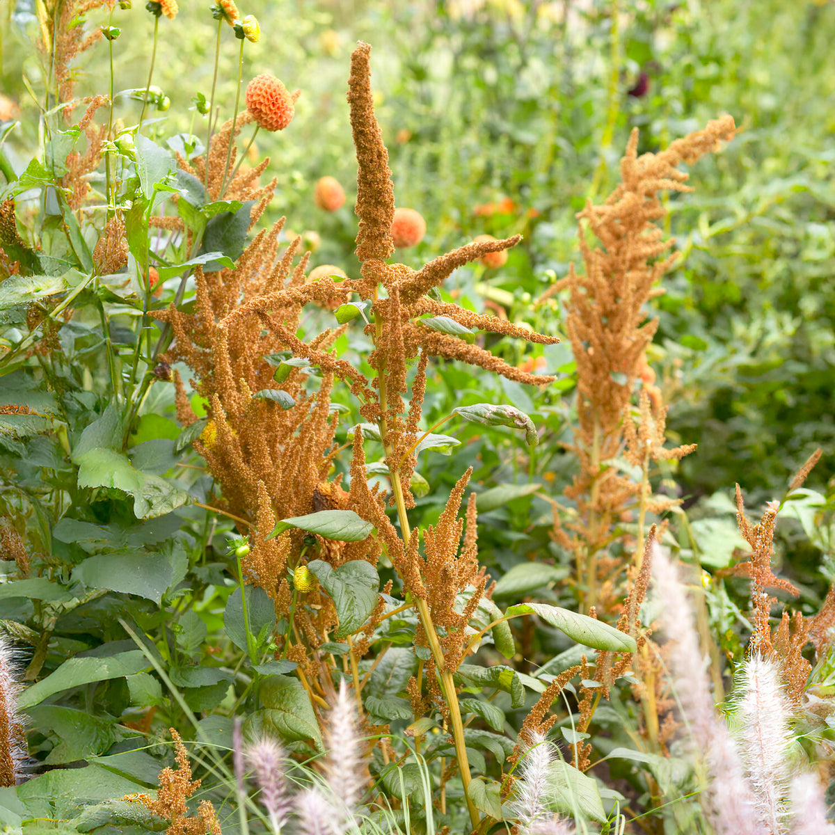 Amarant Hot Biscuits - Willemse