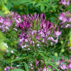 Spinnenblume Violet Queen - Willemse