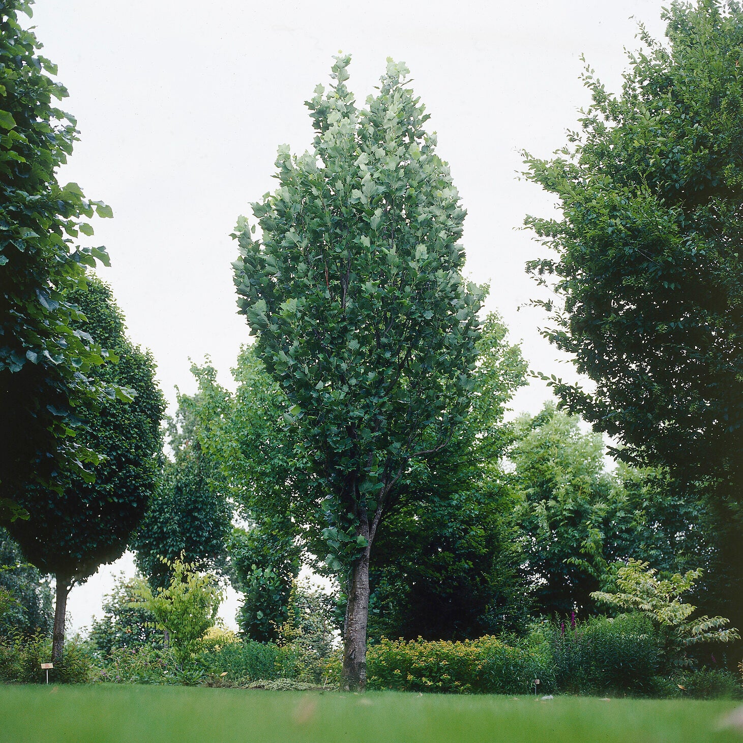 Säulen-Tulpenbaum Fastigiatum - Liriodendron tulipifera Fastigiatum - Willemse