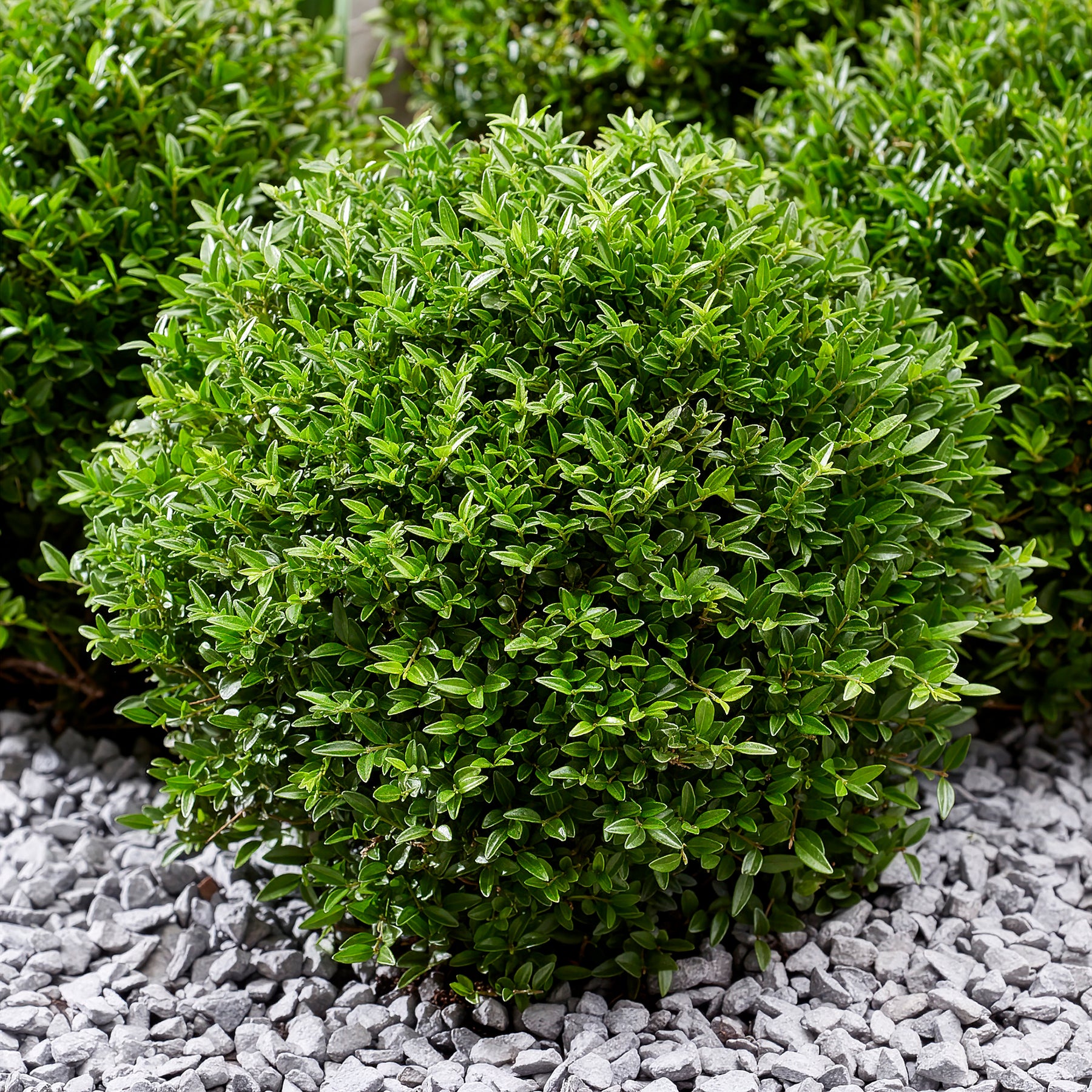 Heckenkirsche Green Breeze - Lonicera nitida Garden Clouds Green Breeze - Willemse