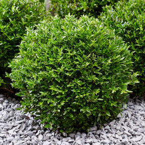 Heckenkirsche Green Breeze - Lonicera nitida Garden Clouds Green Breeze - Willemse