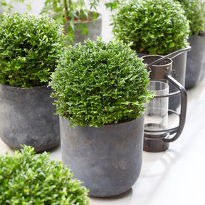 Heckenkirsche Green Breeze - Willemse