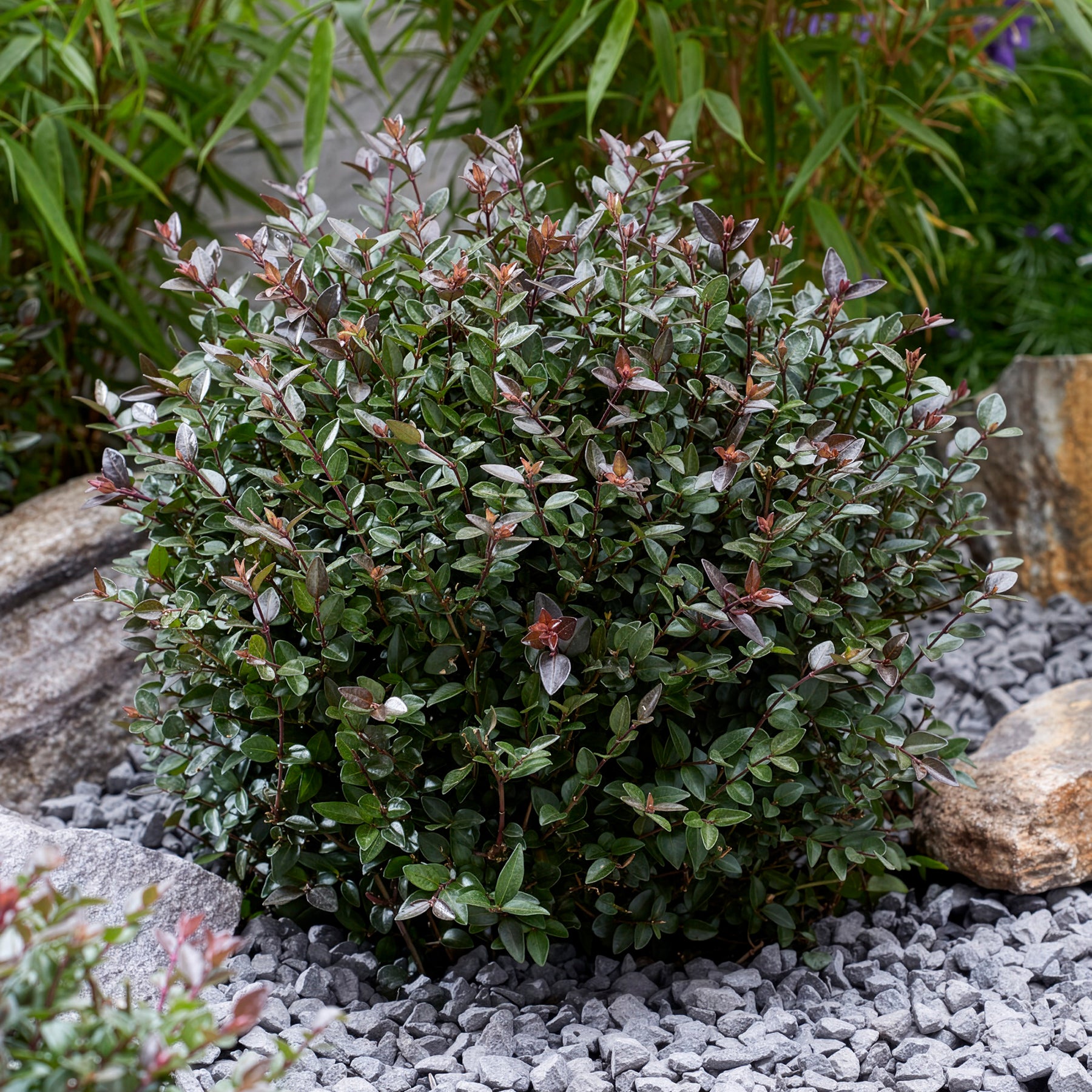 Heckenkirsche Purple Storm - Lonicera nitida Garden Clouds Purple Storm - Willemse