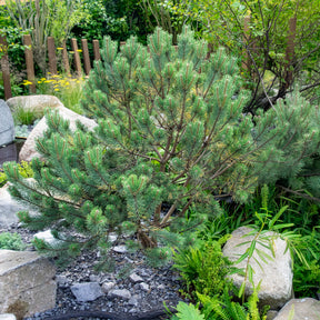 Waldkiefer Watereri - Pinus sylvestris Watereri - Willemse