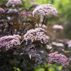 Sträucher - Schwarzer Holunder Black Beauty - Sambucus nigra Black Beauty