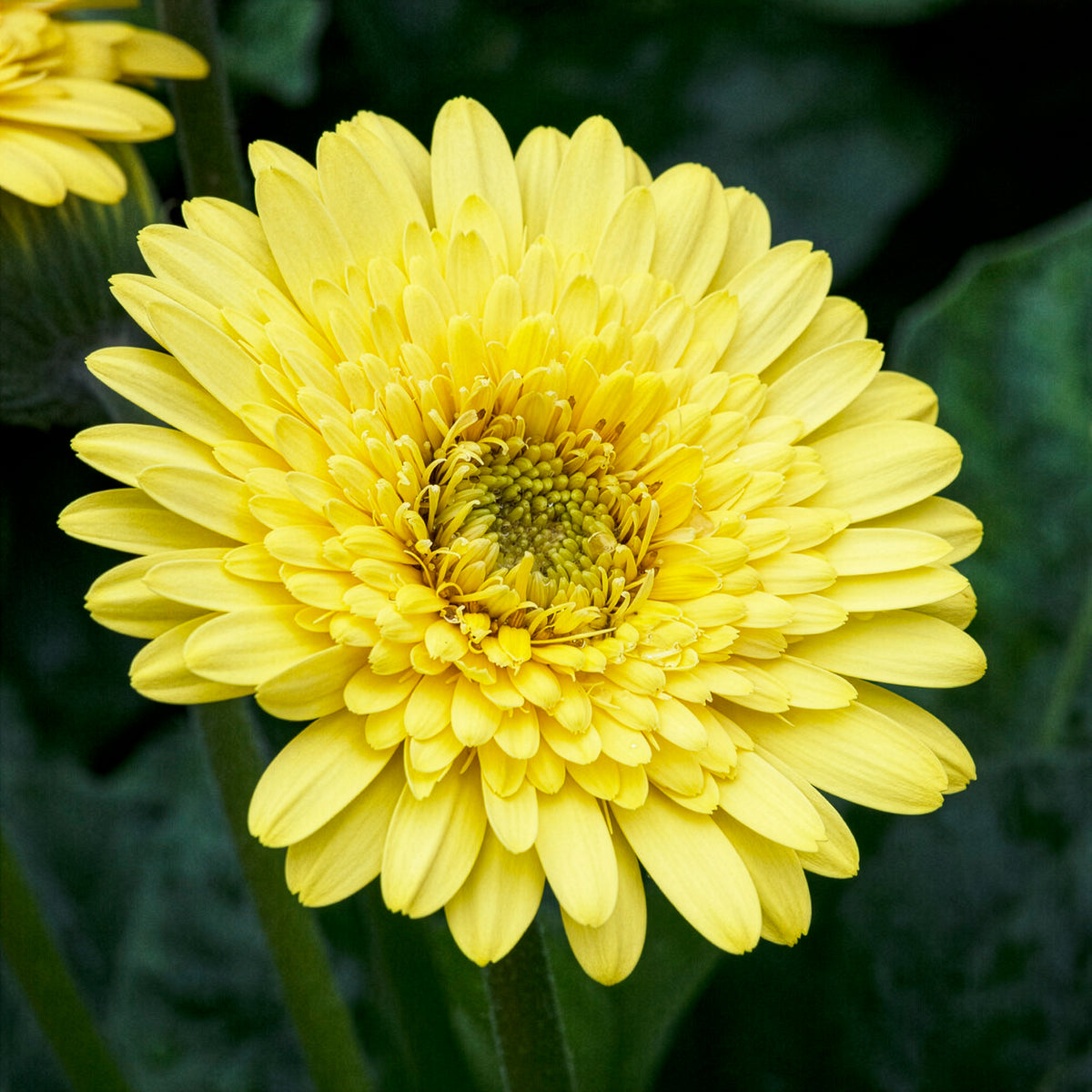 Gerbera Gelb - Gerbera jamesonii - Willemse