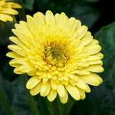 Gerbera Gelb - Gerbera jamesonii - Willemse