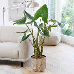 Zebraplant - Alocasia zebrina - Willemse