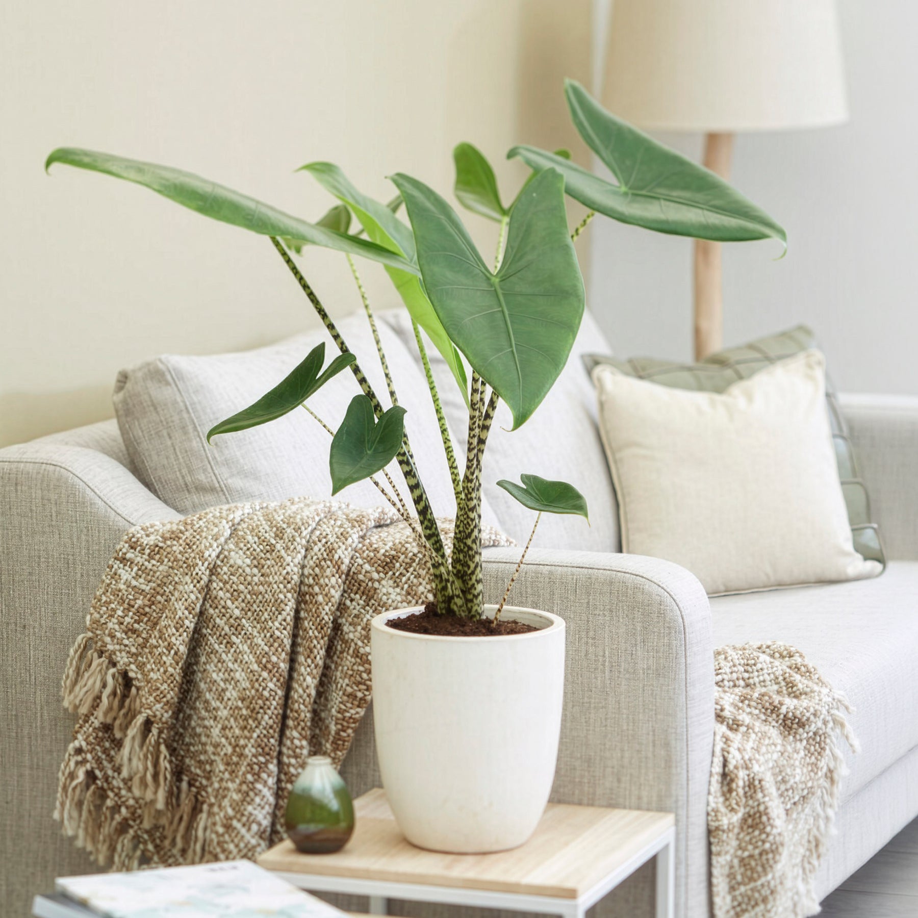 Zebraplant - Willemse