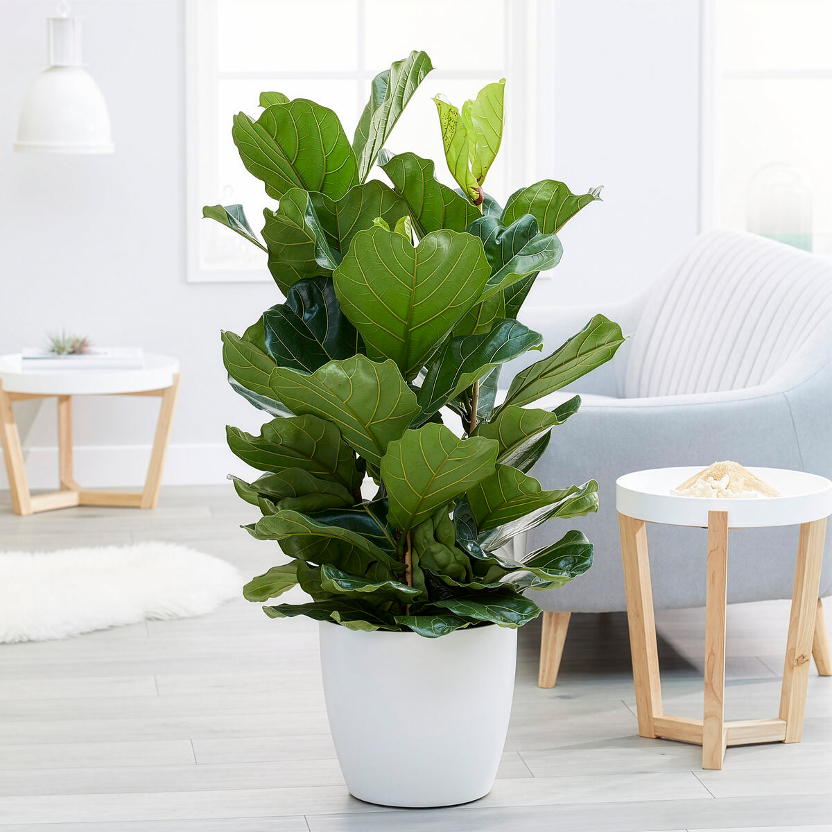 Vioolbladplant