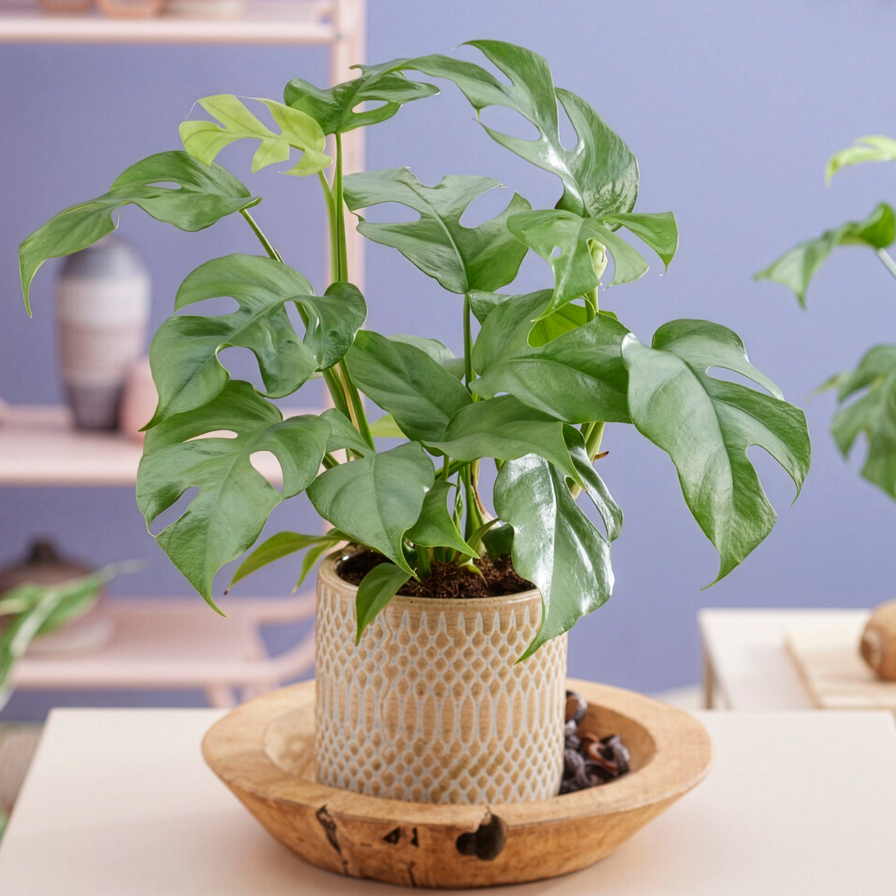 Verkauf Mini gatenplant - Monstera Minima