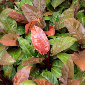 Philodendron - Philodendron Prince of Orange - Philodendron Prince of Orange