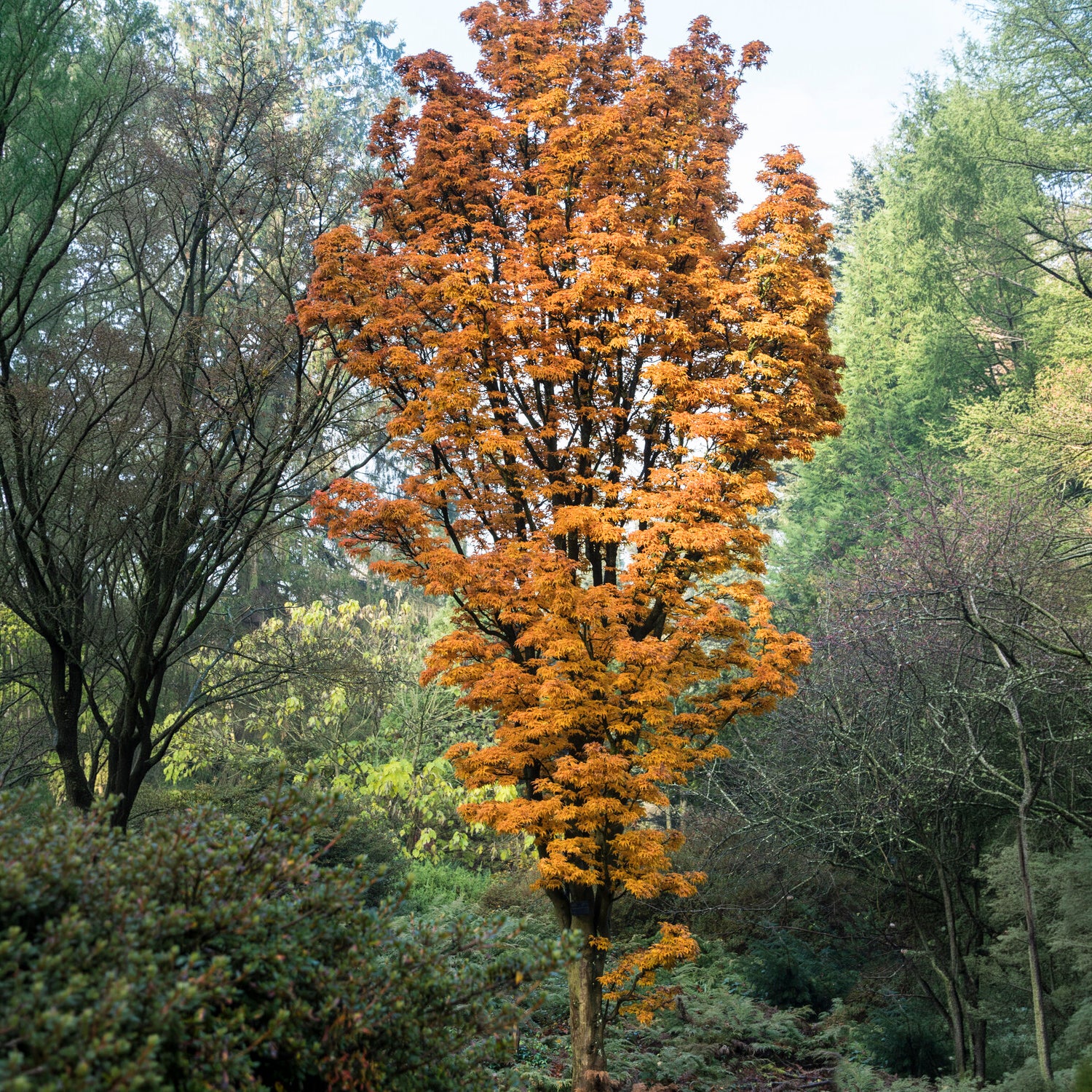 Japanischer Ahorn Shishigashira - Acer palmatum Shishigashira - Willemse