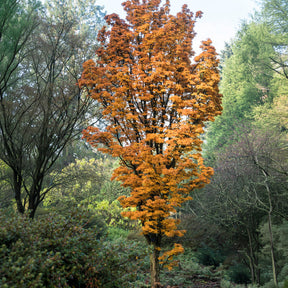 Japanischer Ahorn Shishigashira - Acer palmatum Shishigashira - Willemse