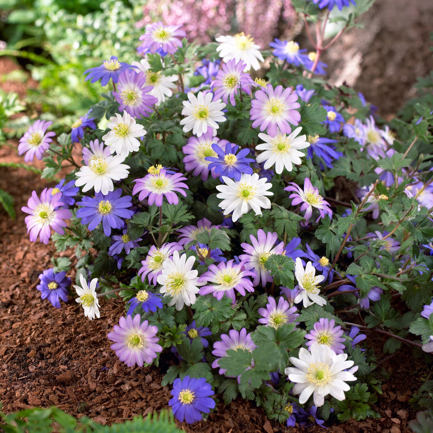 Anemone blanda Mischung - Willemse