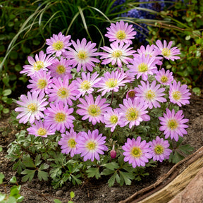 Anemone Pink Star - Willemse