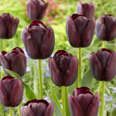 Tulipa Queen of Night - Tulpe Queen of Night - Tulpen-Zwiebeln