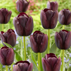  - Tulpe Queen of Night - Tulpen-Zwiebeln