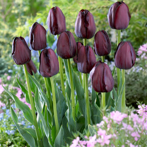 Tulpe Queen of Night