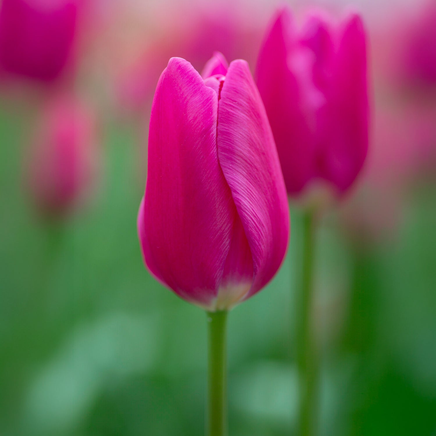 Triumph-Tulpe Ardour - Willemse