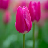 Triumph-Tulpe Ardour - Willemse