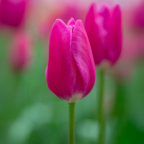 Triumph-Tulpe Ardour - Willemse