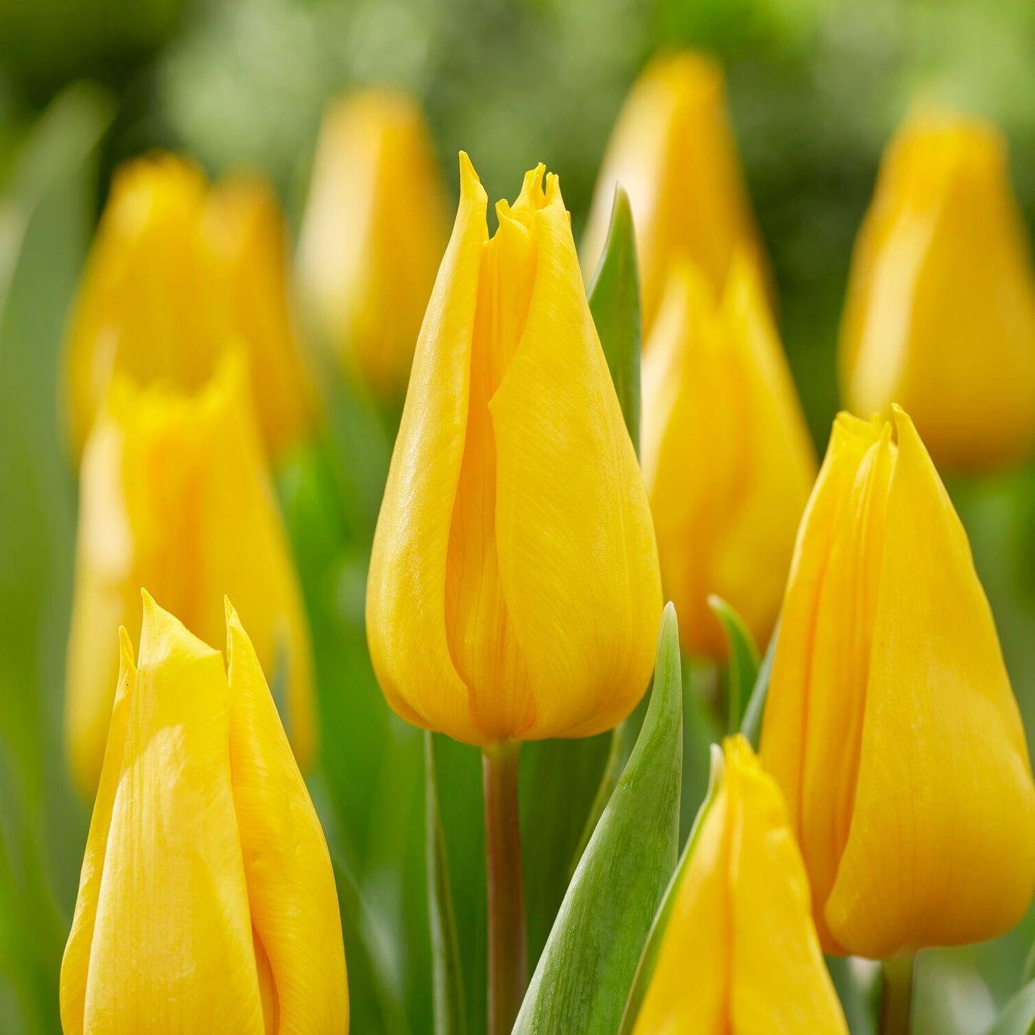 Triumph-Tulpe Yokohama -  - Willemse