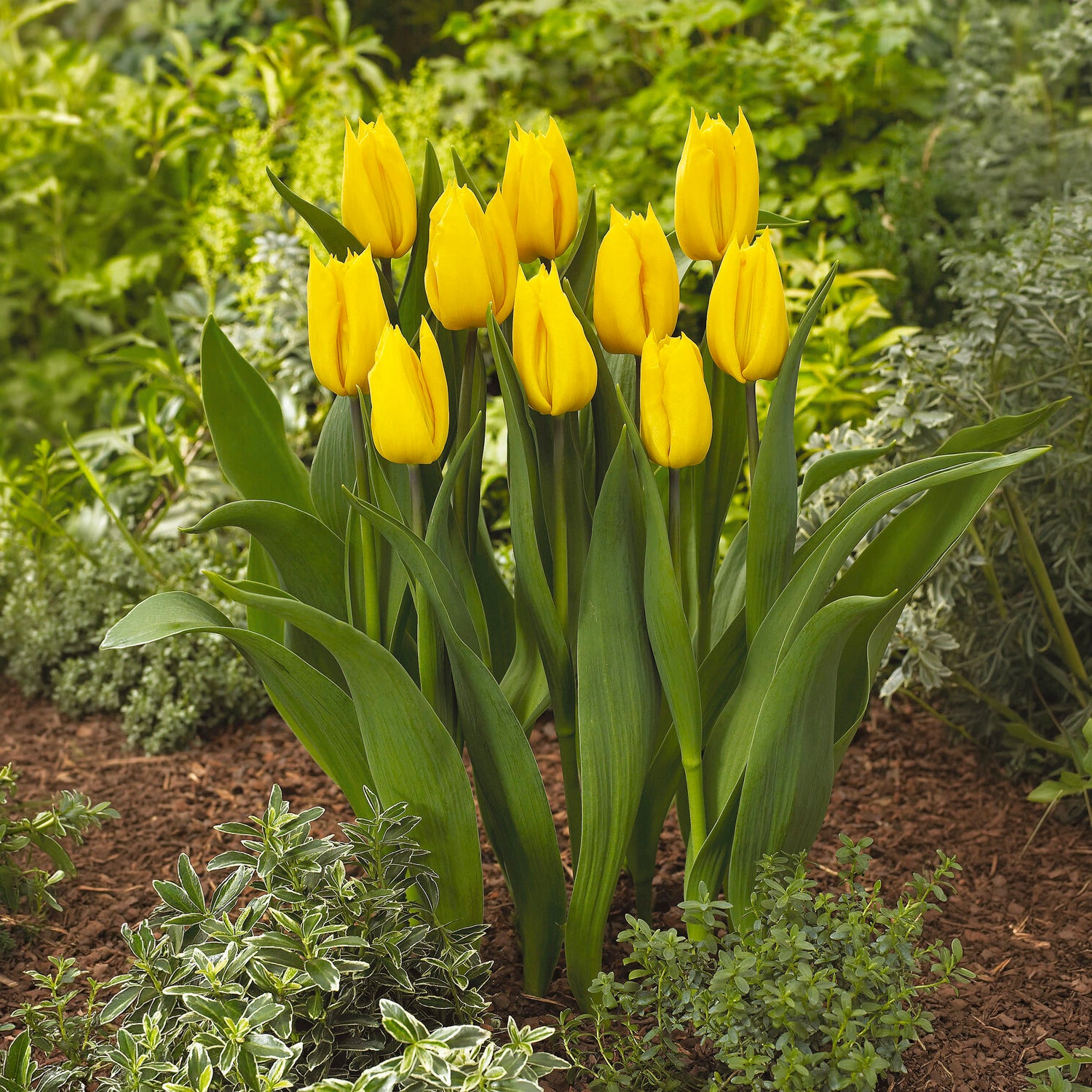 Triumph-Tulpe Yokohama - Willemse
