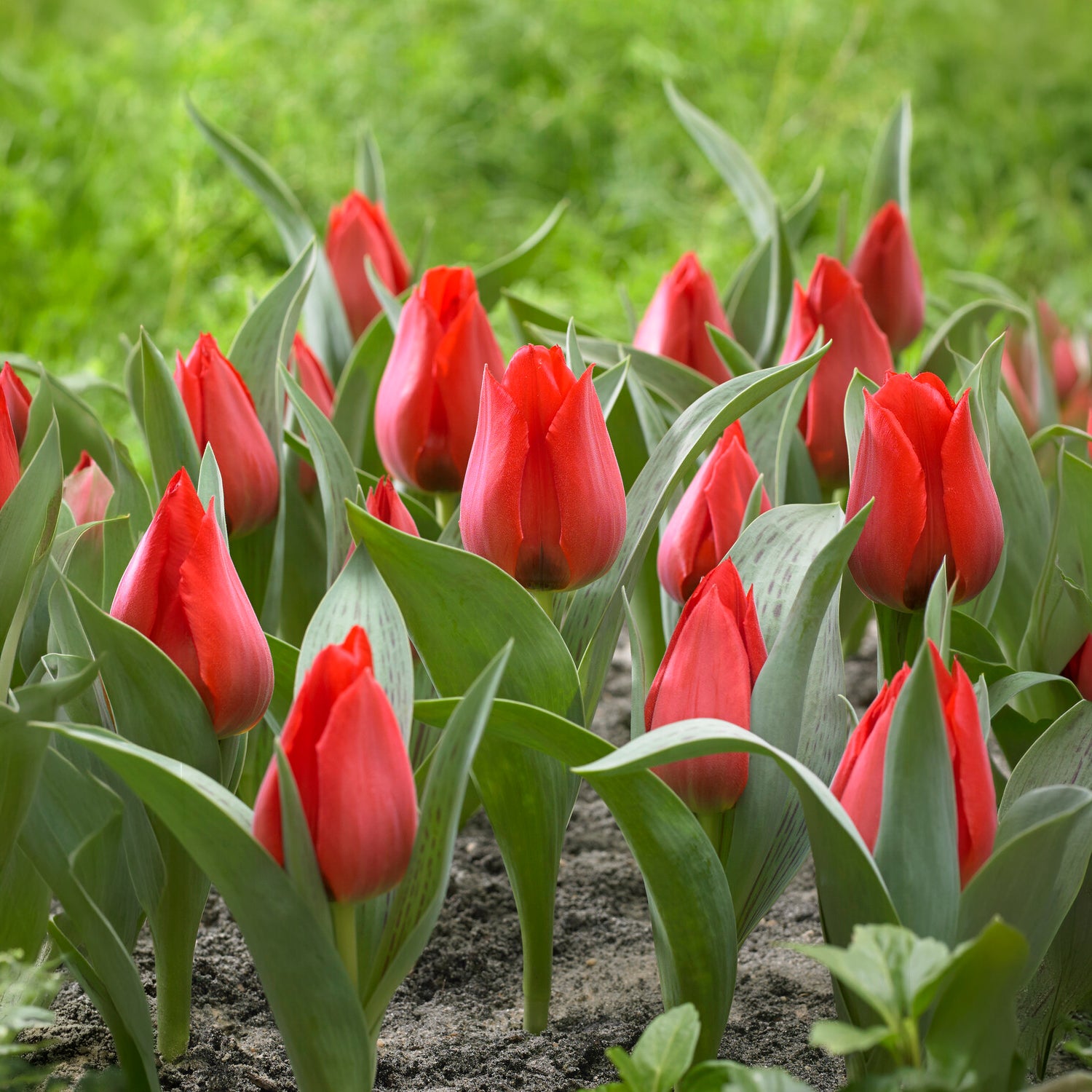 Tulpe Julius Caesar -  - Willemse