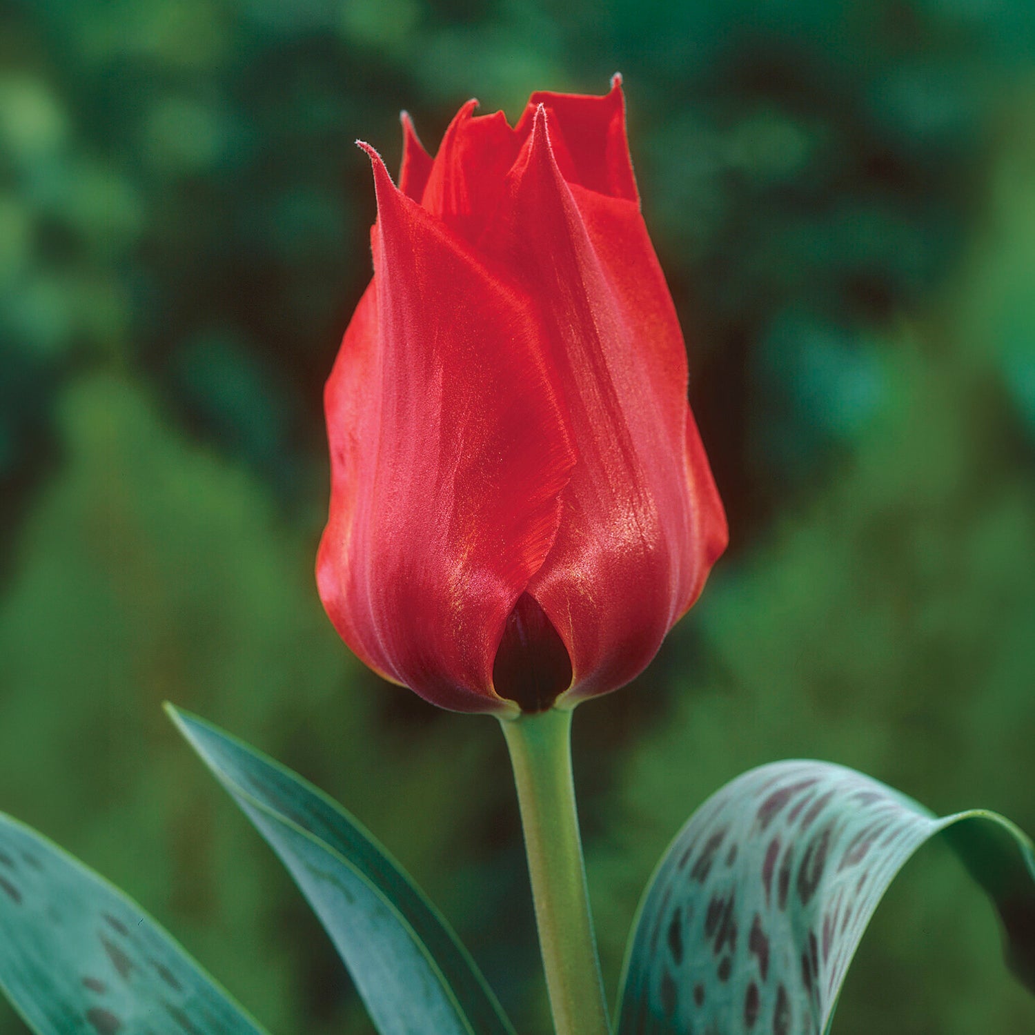 Tulpe Julius Caesar - Willemse