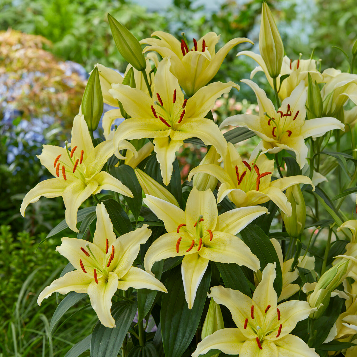 Trio duftende orientalische Lilien
