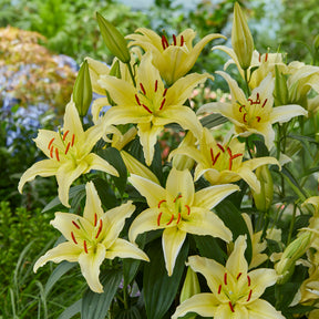 Trio duftende orientalische Lilien