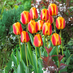 Frühlingsblumenzwiebeln für Regenbogenbeet