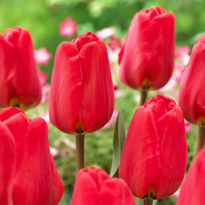Zwiebelmix - Frühlingsblumenzwiebeln für rot-weißes Beet - 