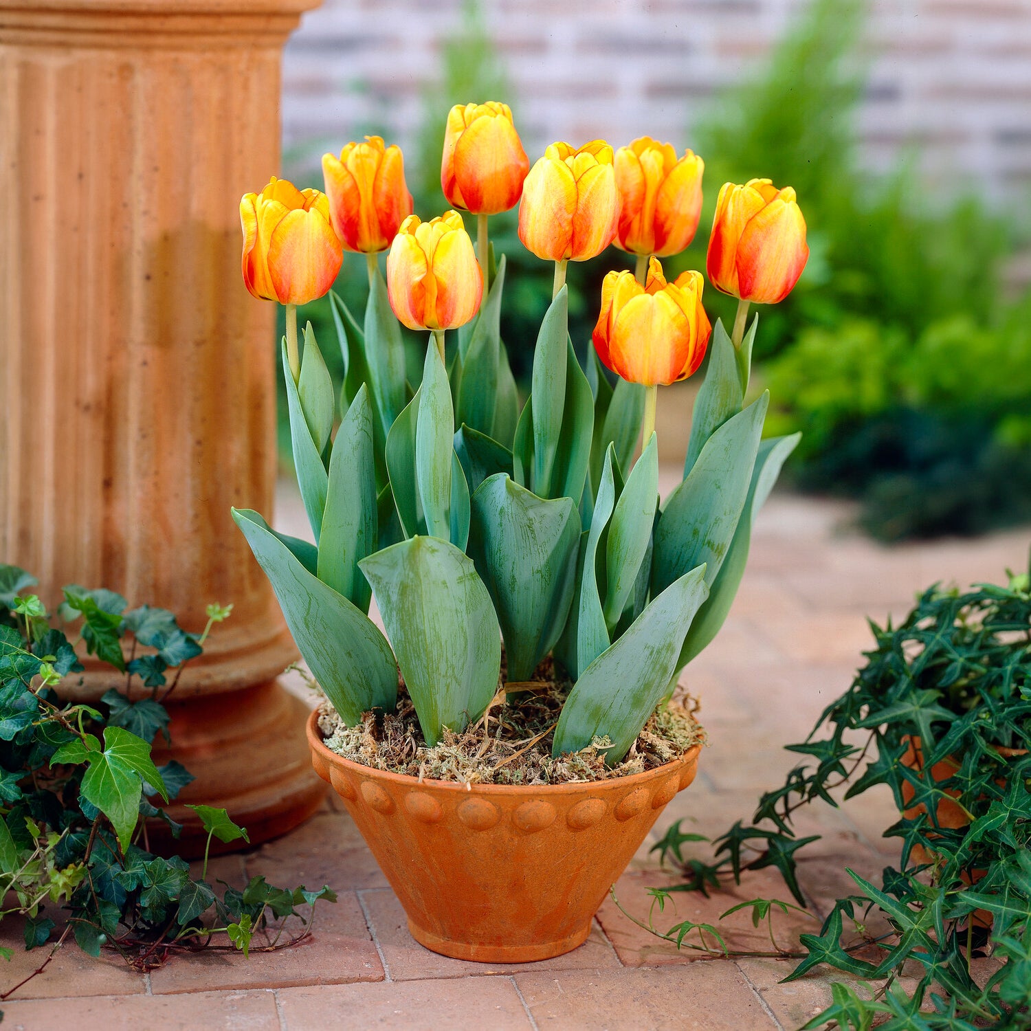 Zwiebelmix - Frühlingsblumenzwiebeln für gelb-oranges Beet - 