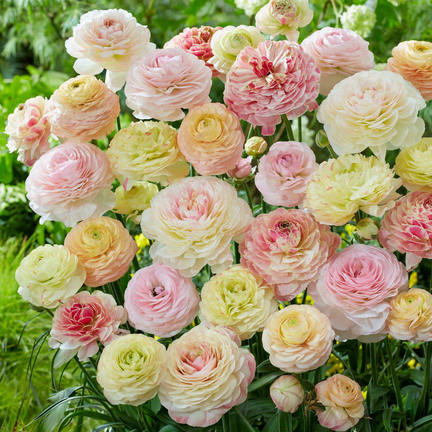 15 pastellfarbene Ranunkeln -  - Willemse