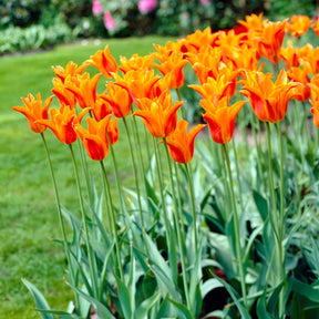  - Tulpe Ballerina - Tulpen-Zwiebeln