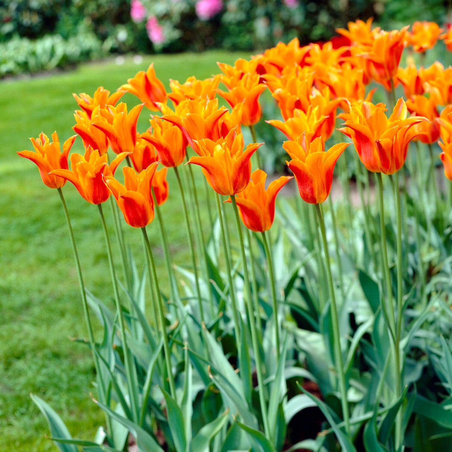 Tulpe Ballerina