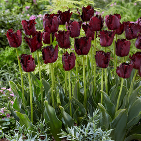 Tulpe Black Parrot - Willemse