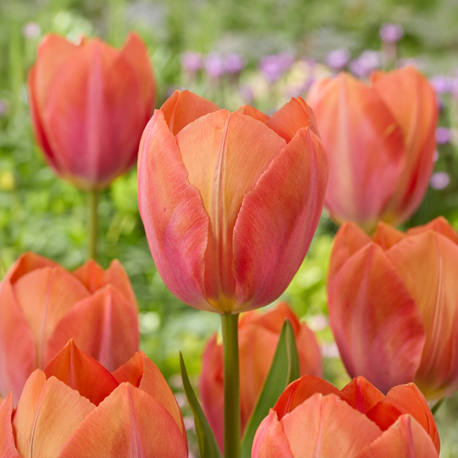 Darwin-Tulpe Apricot van Eijk