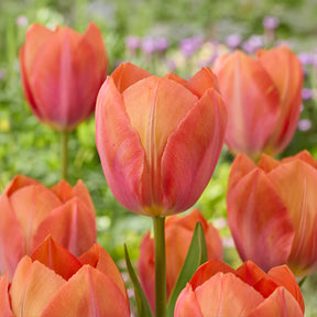 Darwin-Tulpe Apricot van Eijk