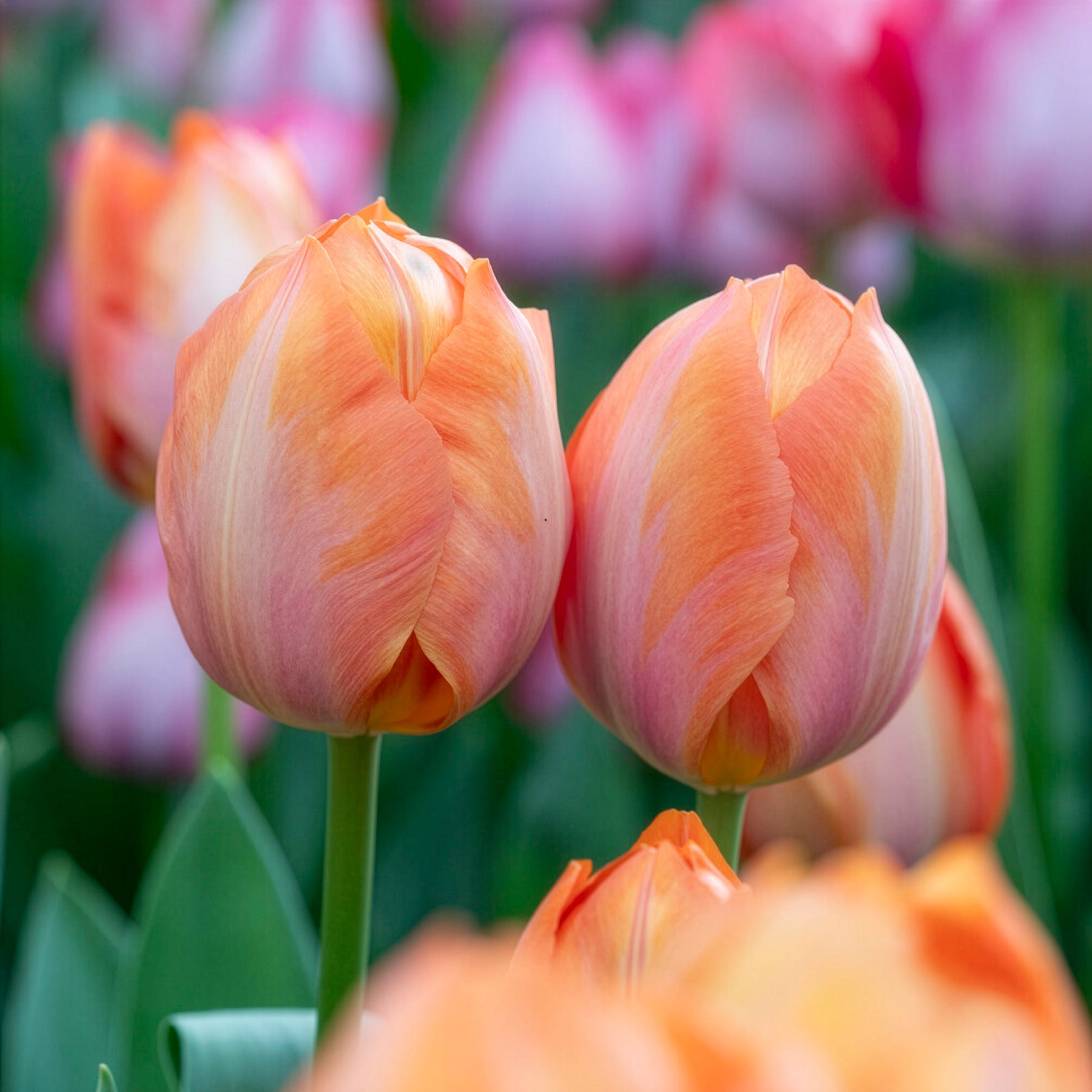 Darwin-Tulpe Apricot van Eijk -  - Willemse