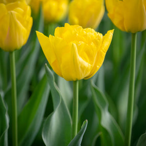 Frühe gefüllte Tulpe Marie Jo -  - Willemse