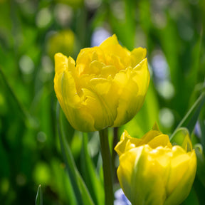 Frühe gefüllte Tulpe Marie Jo - Willemse