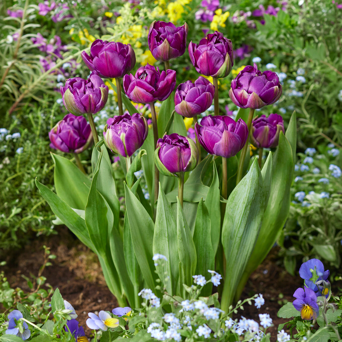 Tulpe Negrita - Tulipa Negrita - Willemse
