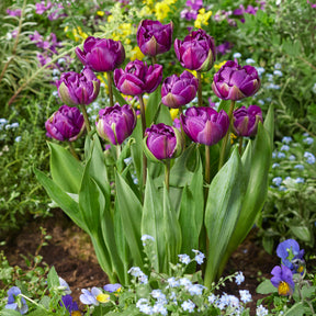 Tulpe Negrita -  - Willemse