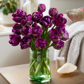 Tulpe Negrita - Willemse