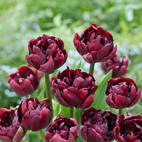 Tulpe Palmyra - Willemse