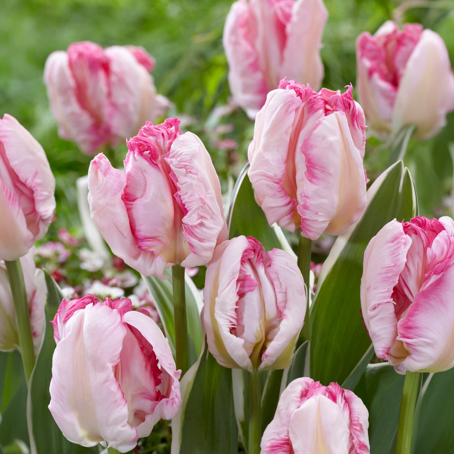 Papageien-Tulpe Pink Vision -  - Willemse
